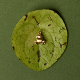 Frog Charm