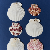 White & Brown Striped Scallop Shells